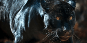 student loans | student debt | pay off debt | debt repayment | financial panther